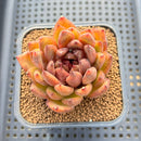 Echeveria sp. 3"-4" Succulent Plant Cutting