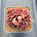 Echeveria sp. 3" Cluster Succulent Plant Cutting