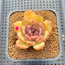 Echeveria 'Mirine' 2" Succulent Plant Cutting