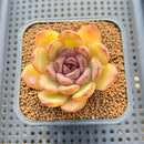 Echeveria 'Mirine' 2" Succulent Plant Cutting