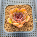 Echeveria 'Mirine' 2" Succulent Plant Cutting