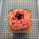 Echeveria 'Jade Star' 2" Succulent Plant Cutting
