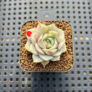 Echeveria 'Ben Badis' Variegated 1" Succulent Plant Cutting
