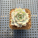 Echeveria 'Ben Badis' Variegated 1" Succulent Plant Cutting