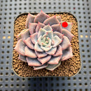 Echeveria 'A-Pink' 2" Succulent Plant Cutting