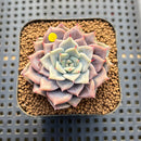 Echeveria 'A-Pink' 2" Succulent Plant Cutting