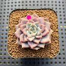 Echeveria 'A-Pink' 2" Succulent Plant Cutting