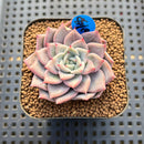 Echeveria 'A-Pink' 2" Succulent Plant Cutting
