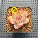 Echeveria 'Zion' 1"-2" Succulent Plant Cutting