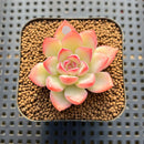Echeveria 'Zion' 1"-2" Succulent Plant Cutting