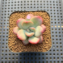 Echeveria 'Apple Candy' 2" Succulent Plant Cutting