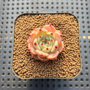 Echeveria 'Pink Hime' 1" Succulent Plant Cutting