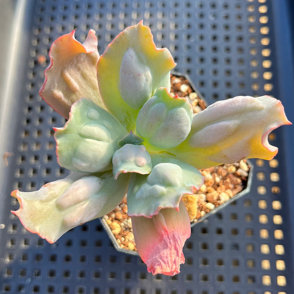 echeveria culibra succulent Echeveria 'Culibra' 2" Succulent Plant – True Succulents Plant Co