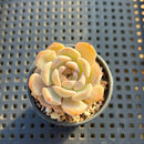 Echeveria sp. 2" Succulent Plant