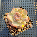 Echeveria 'Tipsy' 1"-2" Jelly Type Succulent Plant