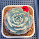 Echeveria 'Mont Blanc' 3" Succulent Plant Cutting
