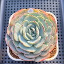 Echeveria 'Mont Blanc' 3" Succulent Plant Cutting