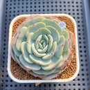 Echeveria 'Mont Blanc' 3" Succulent Plant Cutting