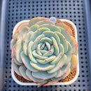 Echeveria 'Mont Blanc' 3" Succulent Plant Cutting