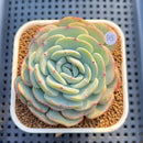 Echeveria 'Mont Blanc' 3" Succulent Plant Cutting