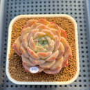 Echeveria 'Icy Orange' ('Orange Monroe' x 'Icy Green') 3" Succulent Plant Cutting