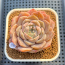 Echeveria 'Icy Orange' ('Orange Monroe' x 'Icy Green') 3" Succulent Plant Cutting