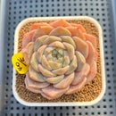 Echeveria 'Icy Orange' ('Orange Monroe' x 'Icy Green') 3" Succulent Plant Cutting