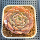 Echeveria 'Icy Orange' ('Orange Monroe' x 'Icy Green') 3" Succulent Plant Cutting