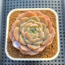 Echeveria 'Icy Orange' ('Orange Monroe' x 'Icy Green') 3" Succulent Plant Cutting