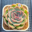 Echeveria 'Lavender Rose' 3" Succulent Plant Cutting
