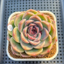 Echeveria 'Lavender Rose' 3" Succulent Plant Cutting