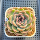 Echeveria 'Lavender Rose' 3" Succulent Plant Cutting