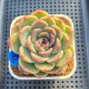 Echeveria 'Lavender Rose' 3" Succulent Plant Cutting