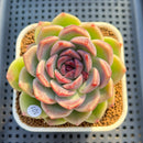 Echeveria 'Lavender Rose' 3" Succulent Plant Cutting