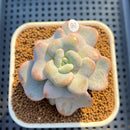Echeveria 'Heart Song' 2"-3" Succulent Plant Cutting