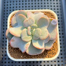 Echeveria 'Heart Song' 2"-3" Succulent Plant Cutting