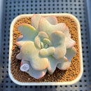 Echeveria 'Heart Song' 2"-3" Succulent Plant Cutting