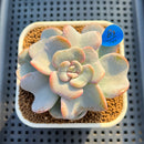 Echeveria 'Heart Song' 2"-3" Succulent Plant Cutting