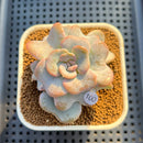 Echeveria 'Heart Song' 2"-3" Succulent Plant Cutting