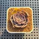 Echeveria Diffractens 1" Succulent Plant Cutting