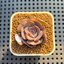 Echeveria Diffractens 1" Succulent Plant Cutting