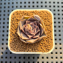 Echeveria Diffractens 1" Succulent Plant Cutting