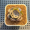 Echeveria Diffractens 1" Succulent Plant Cutting