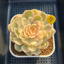 Echeveria 'Onslow' Variegated 3" Succulent Plant Cutting