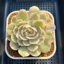 Echeveria 'Onslow' Variegated 3" Succulent Plant Cutting