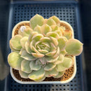 Echeveria 'Onslow' Variegated 3" Succulent Plant Cutting