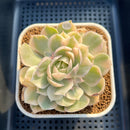 Echeveria 'Onslow' Variegated 3" Succulent Plant Cutting