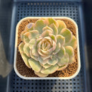 Echeveria 'Onslow' Variegated 3" Succulent Plant Cutting