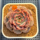 Echeveria 'Crepe' 3" (Lola Hybrid) Changhee Hybrid Succulent Plant Cutting