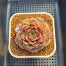 Echeveria 'Crepe' 3" (Lola Hybrid) Changhee Hybrid Succulent Plant Cutting